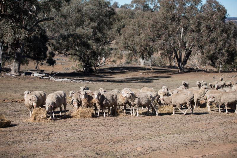 flock of sheep eating hay 
