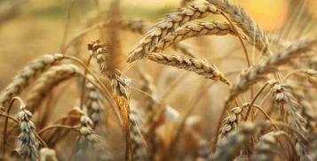 Ahead of Grains Harvest - Workshop on GTA contracts